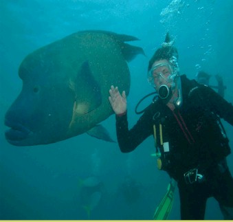 great.barrier.reef.swedish.diver